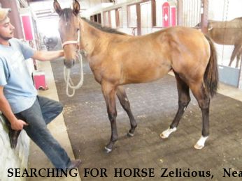 SEARCHING FOR HORSE Zelicious,  Near Lone Oak, TX, 75453